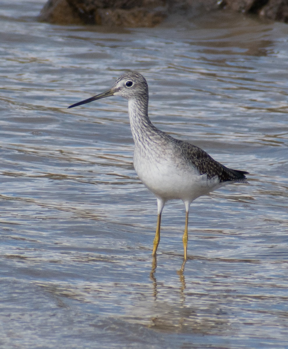 Greater Yellowlegs - ML519416551