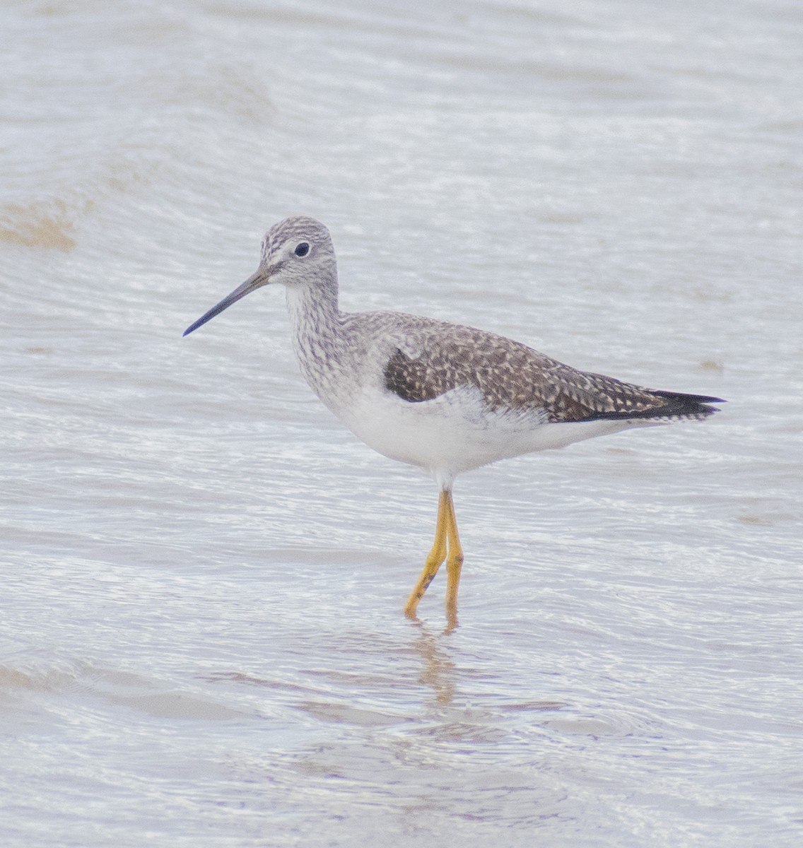 Greater Yellowlegs - ML519416561