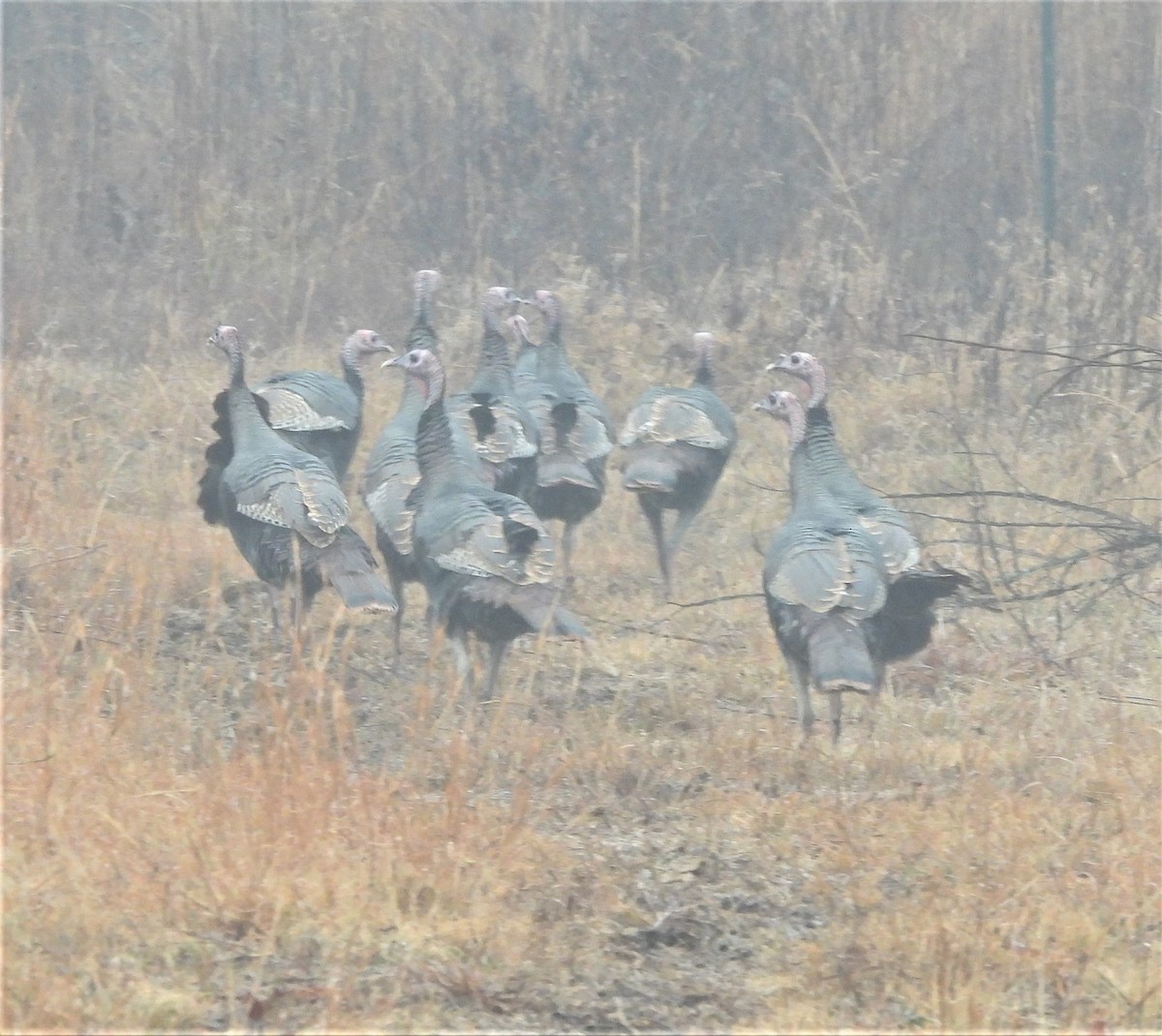 Wild Turkey - ML519418811