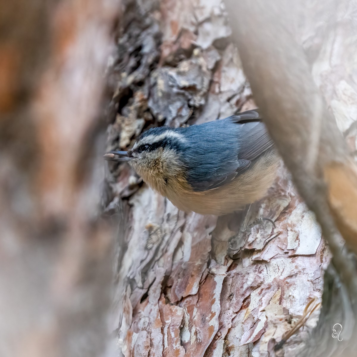 Red-breasted Nuthatch - ML519419211