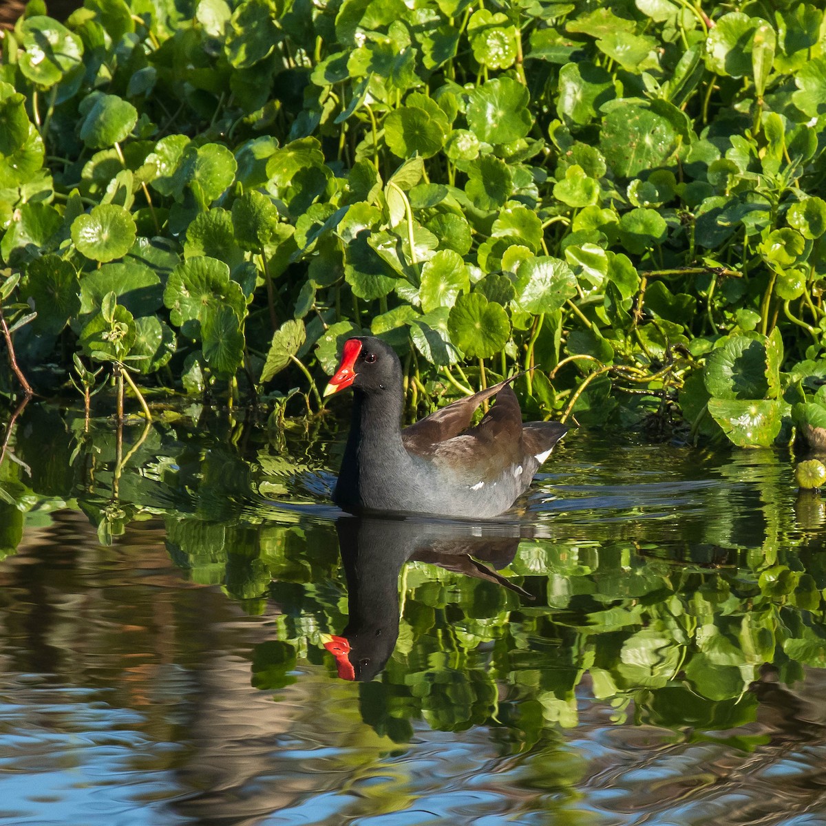 Common Gallinule - ML51942081