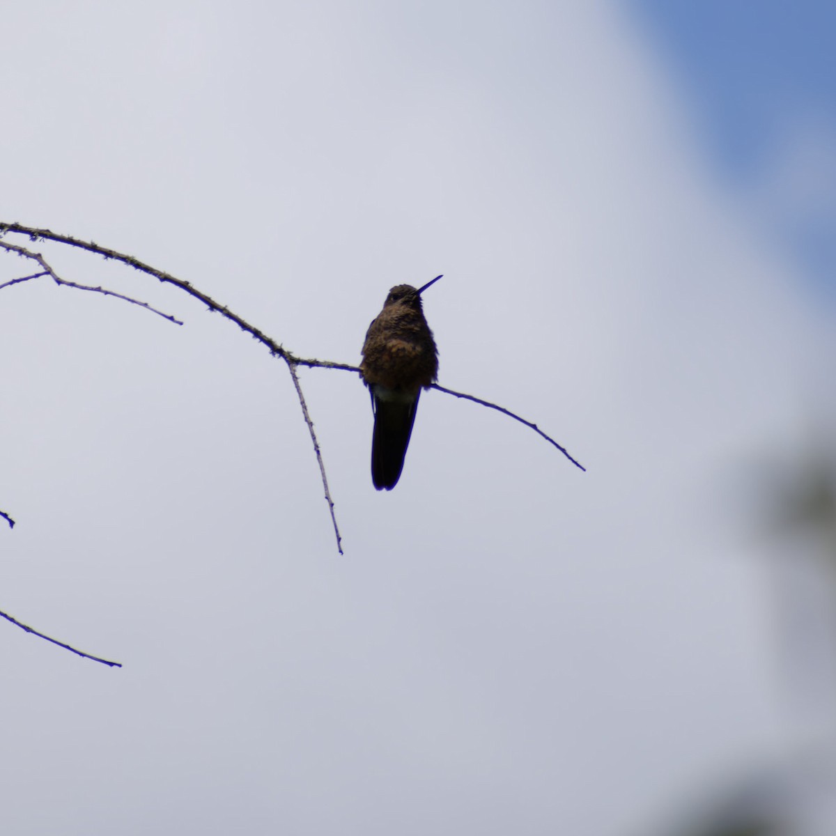 Giant Hummingbird - ML519420951