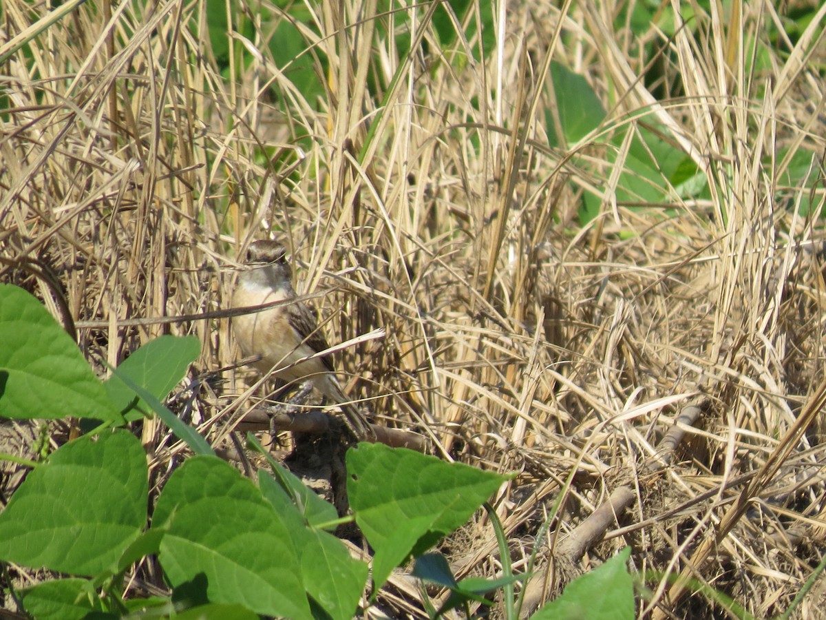 White-tailed Stonechat - ML519421161