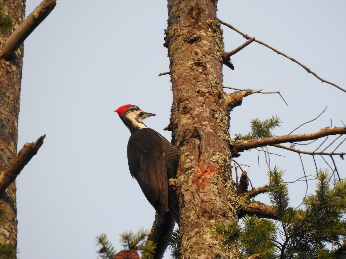 Pileated Woodpecker - Jody  Wells