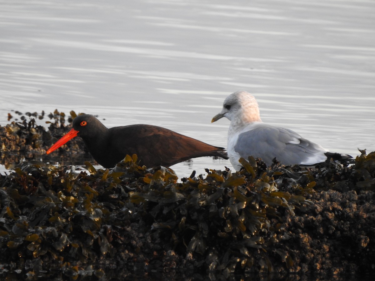 Black Oystercatcher - ML519421741