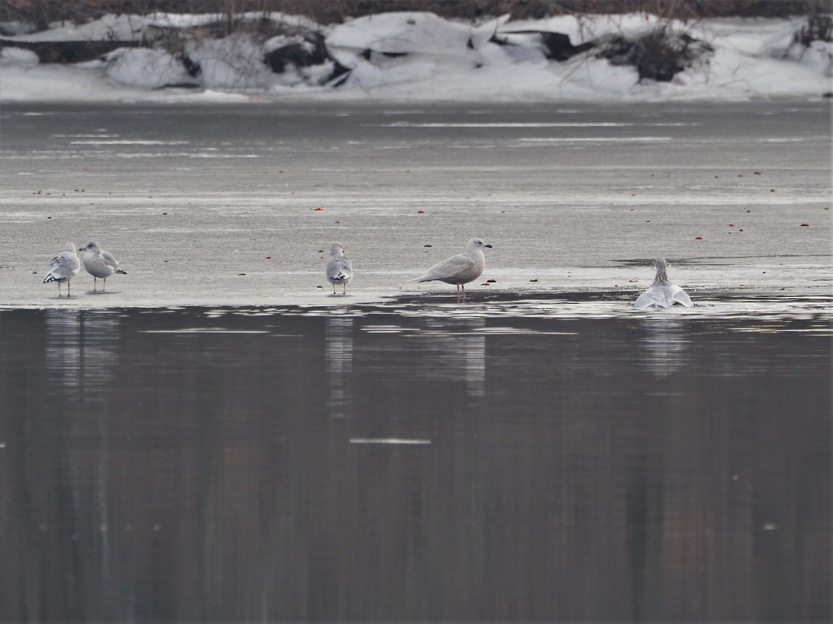 Iceland Gull - ML519422101