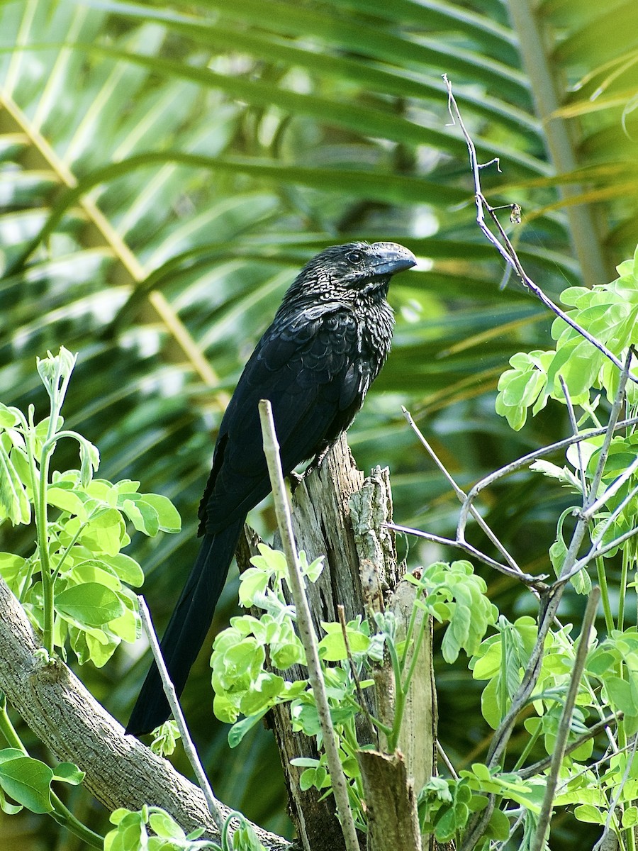 Smooth-billed Ani - ML519422681