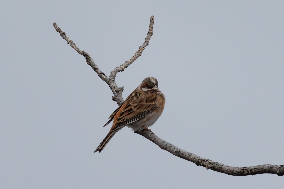 Pine Bunting - Egor F