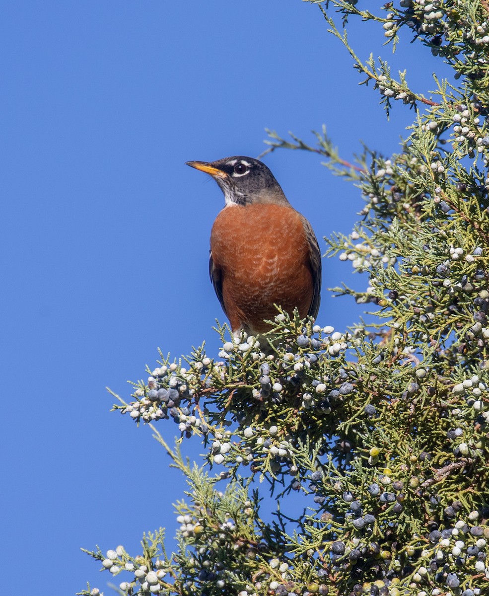 American Robin - ML519423871