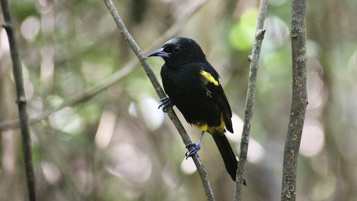 Cuban Oriole - ML519423911