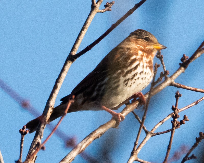 Fox Sparrow - ML519424471