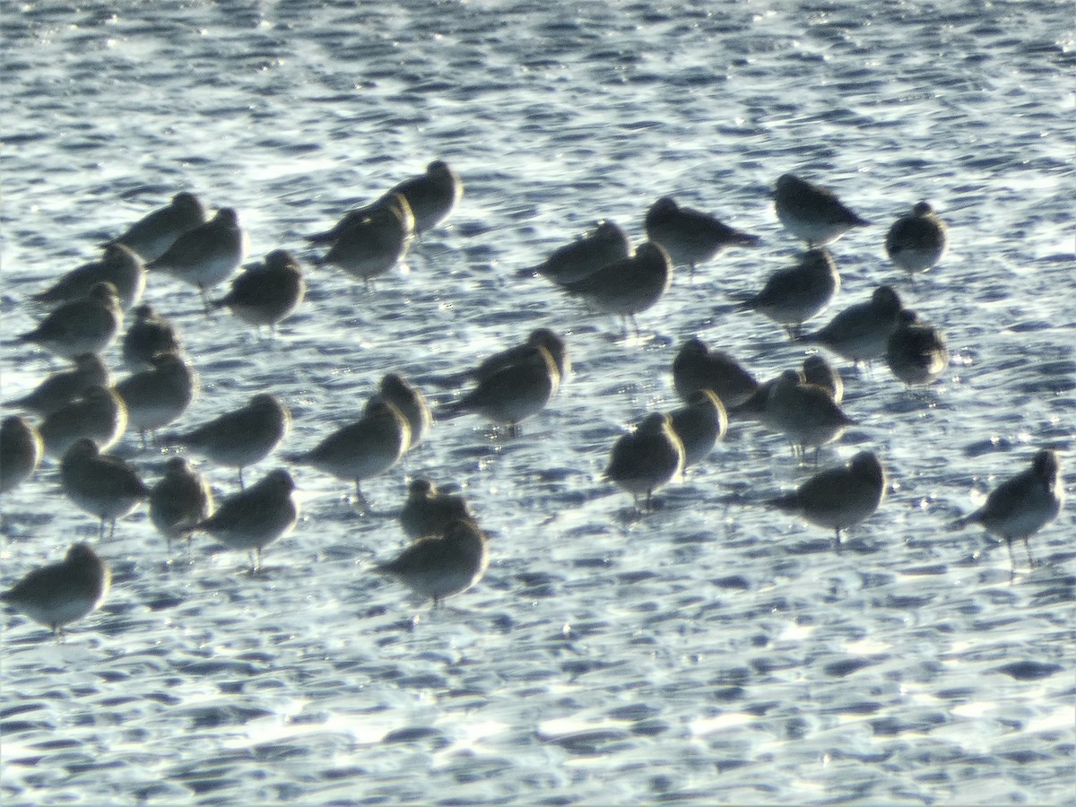 European Golden-Plover - ML519424501