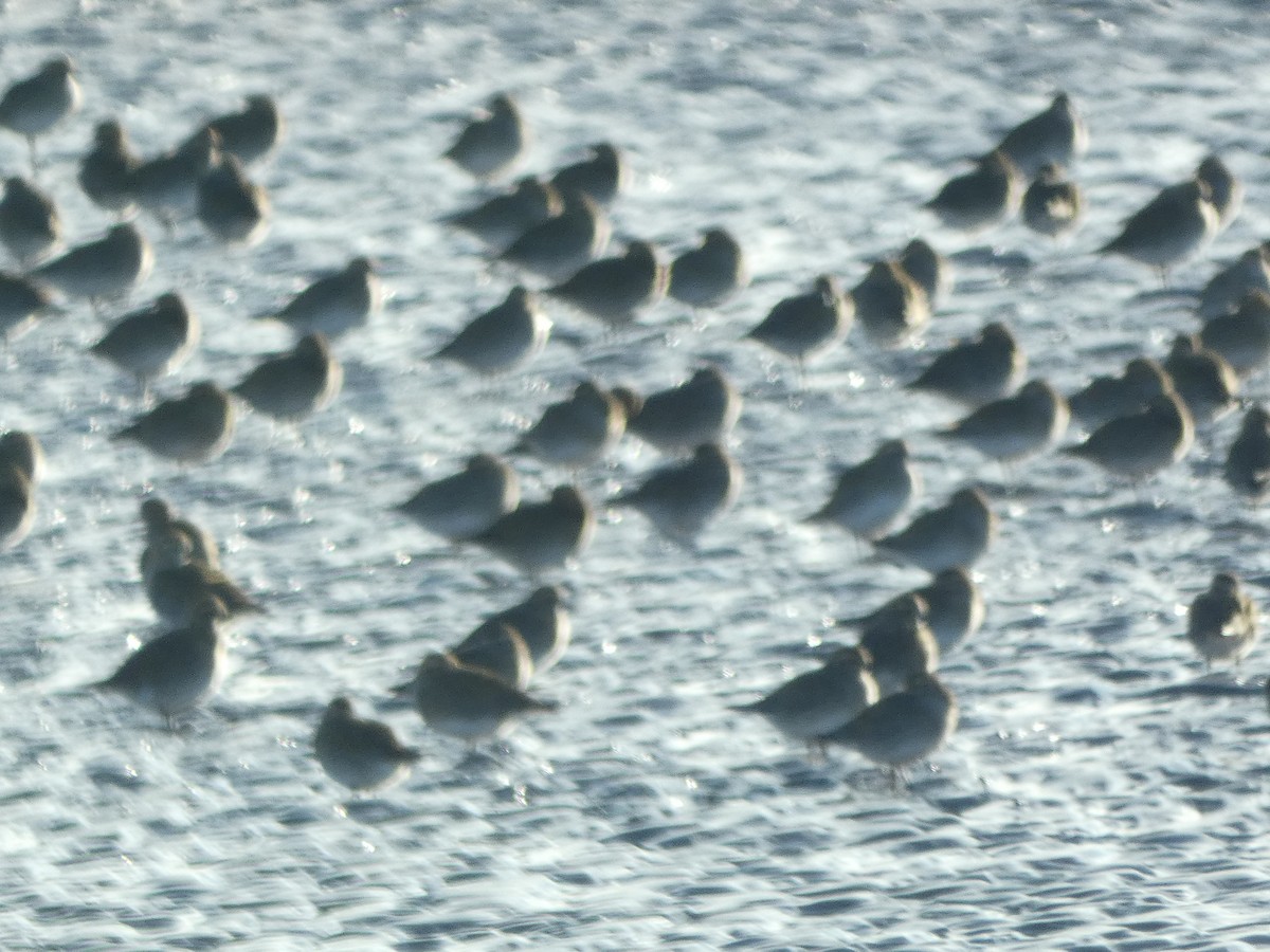 European Golden-Plover - ML519424521