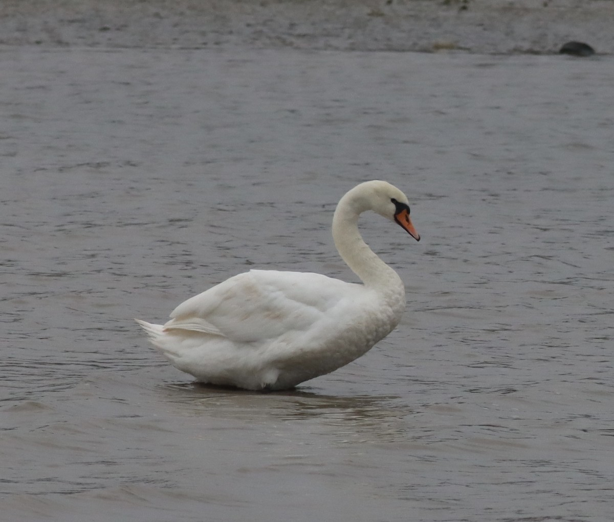 Mute Swan - Alper YILMAZ