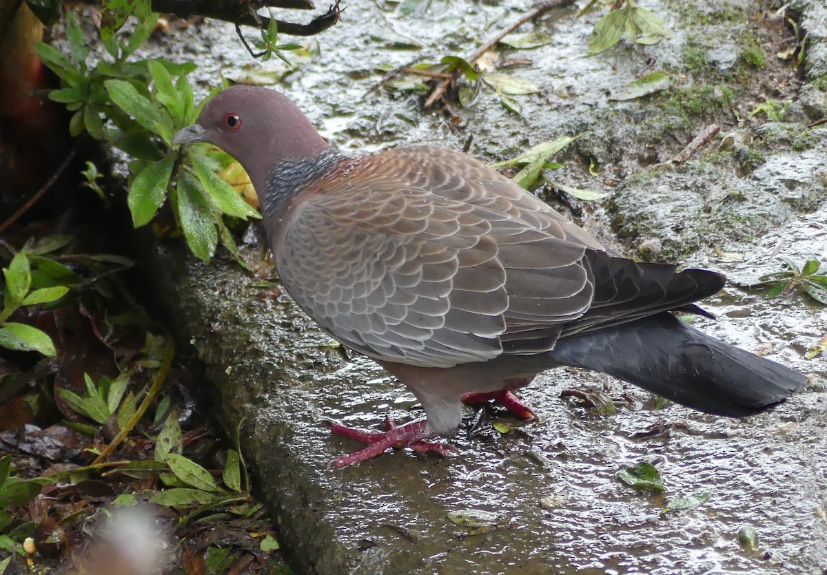 Picazuro Pigeon - ML519425111