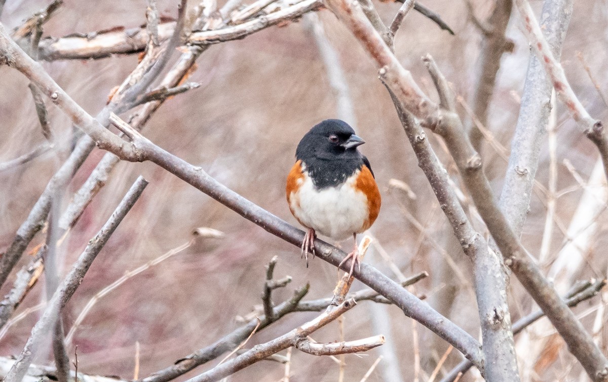 Eastern Towhee - Gale VerHague