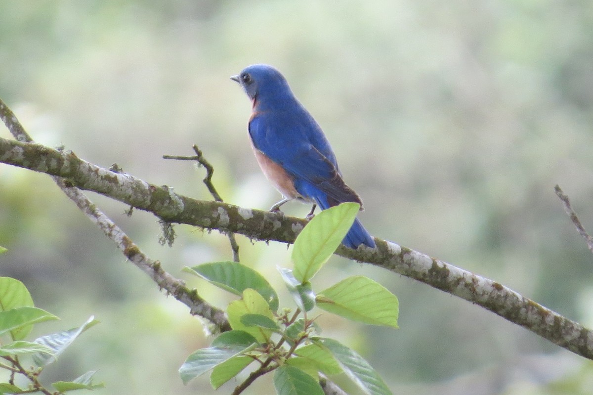 Eastern Bluebird - Adalberto B. Lucas