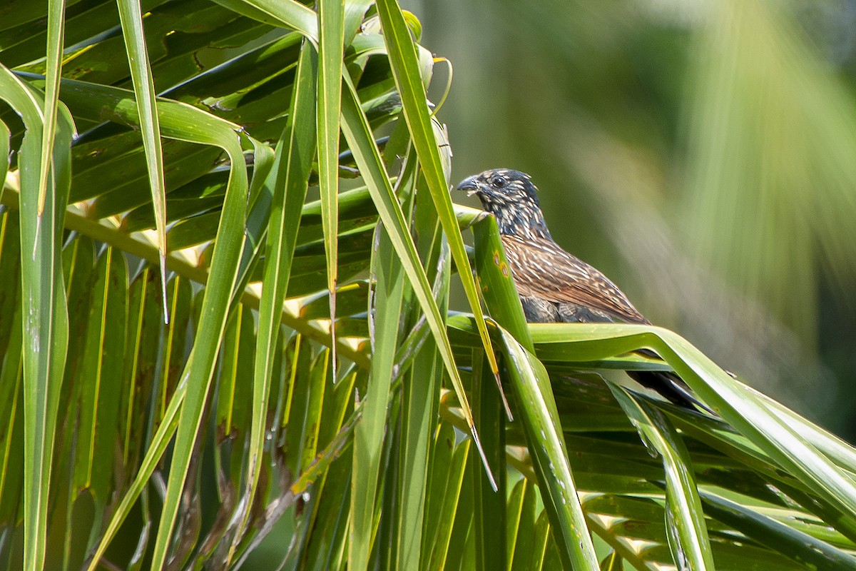 Lesser Coucal - Miguel Rouco