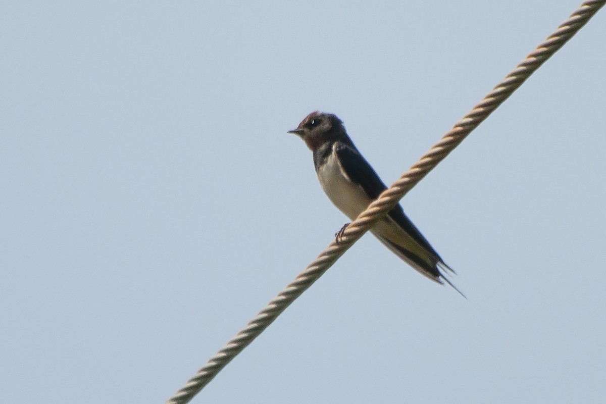 Barn Swallow (White-bellied) - Miguel Rouco