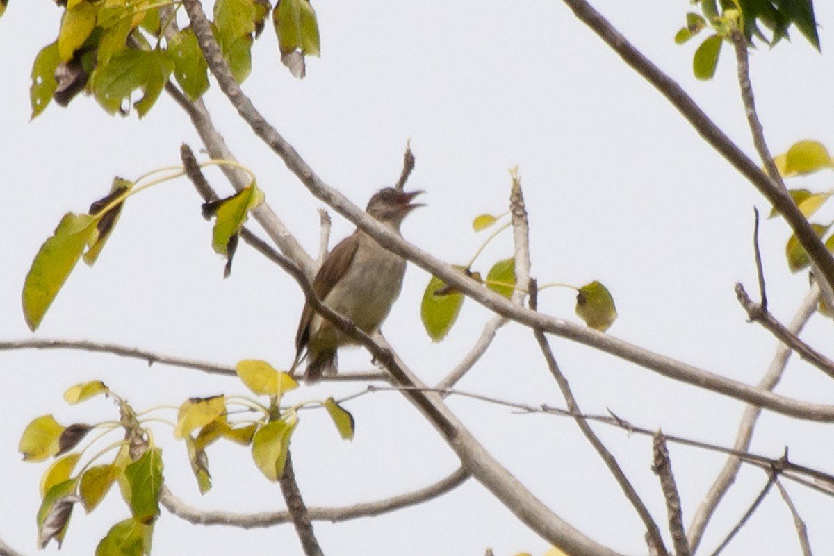 Ashy-fronted Bulbul - Miguel Rouco