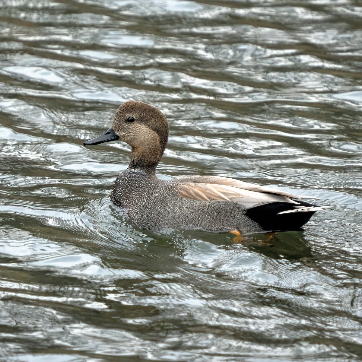 Gadwall - ML519429531
