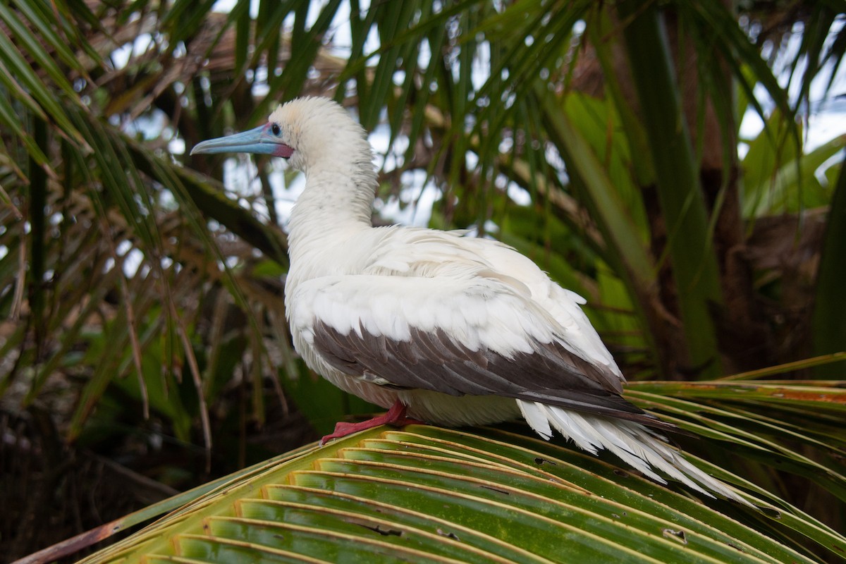 Red-footed Booby - ML519430011