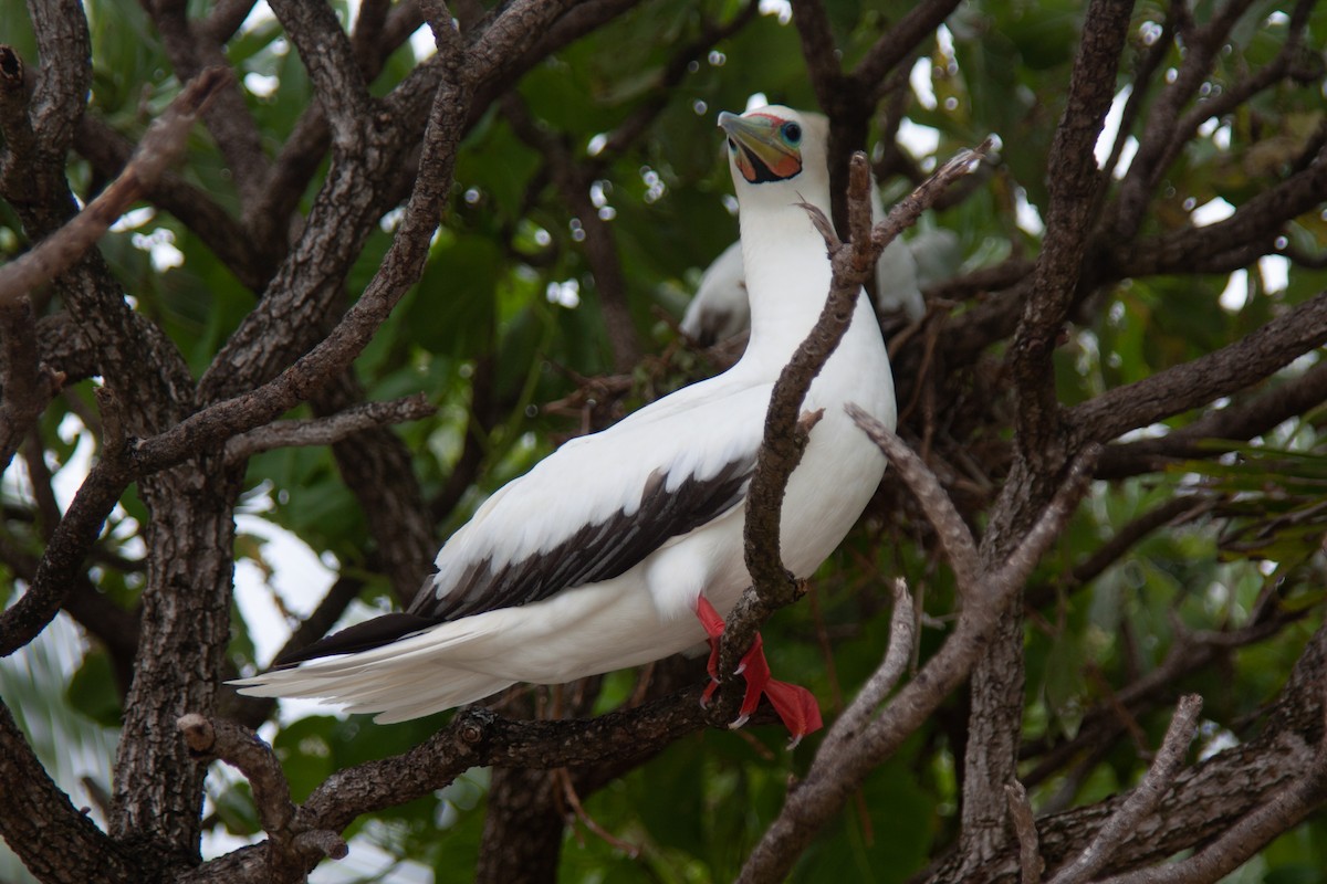 Red-footed Booby - ML519430021
