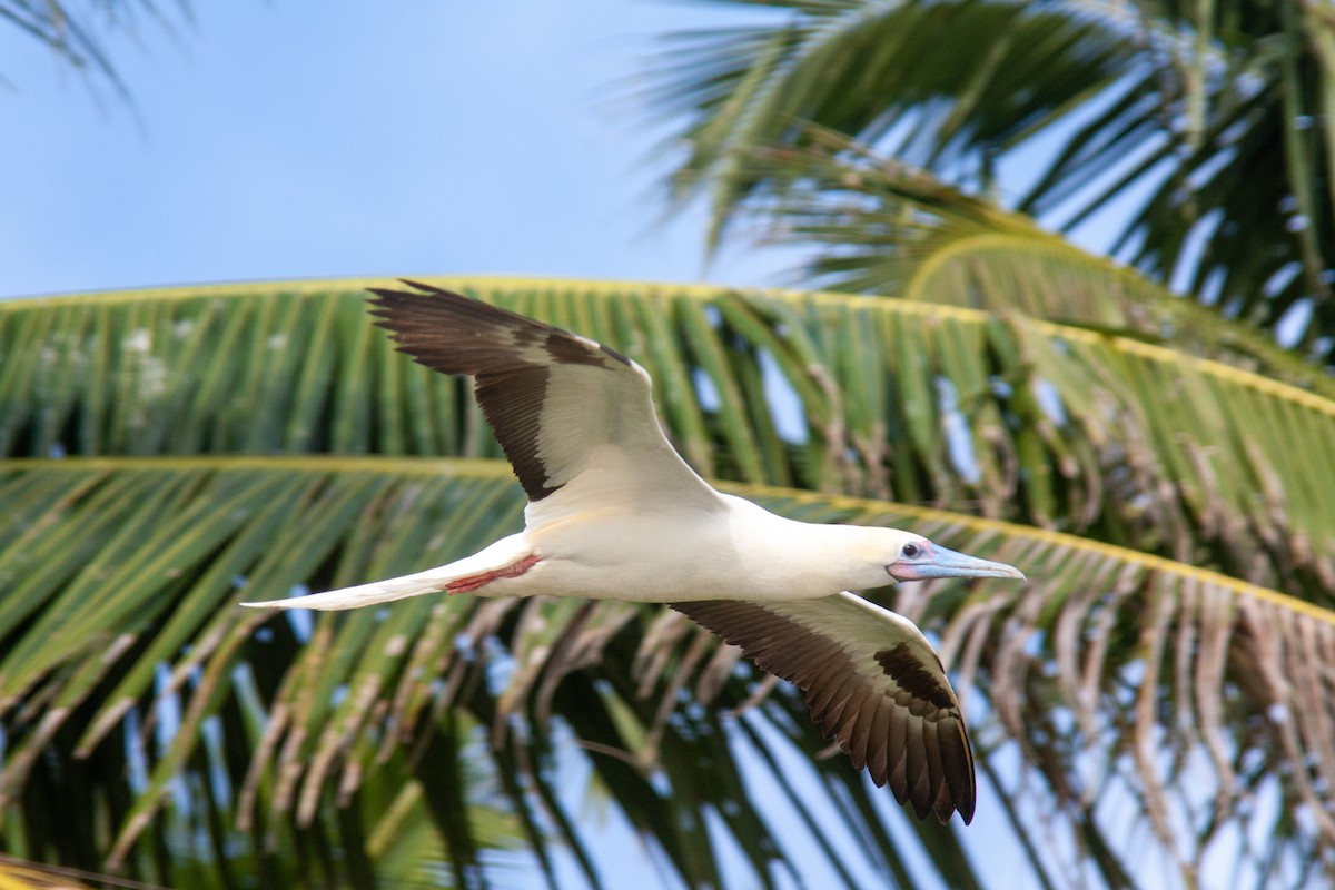 Red-footed Booby - ML519430041