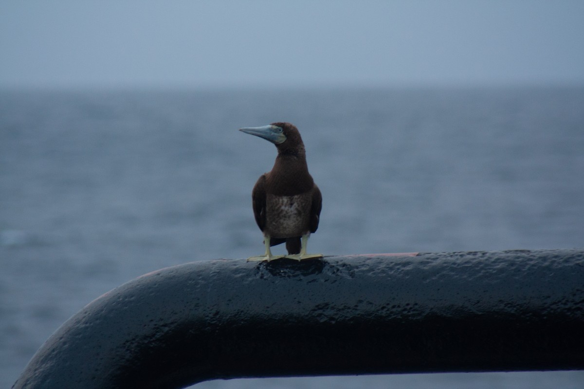 Brown Booby - ML519430141