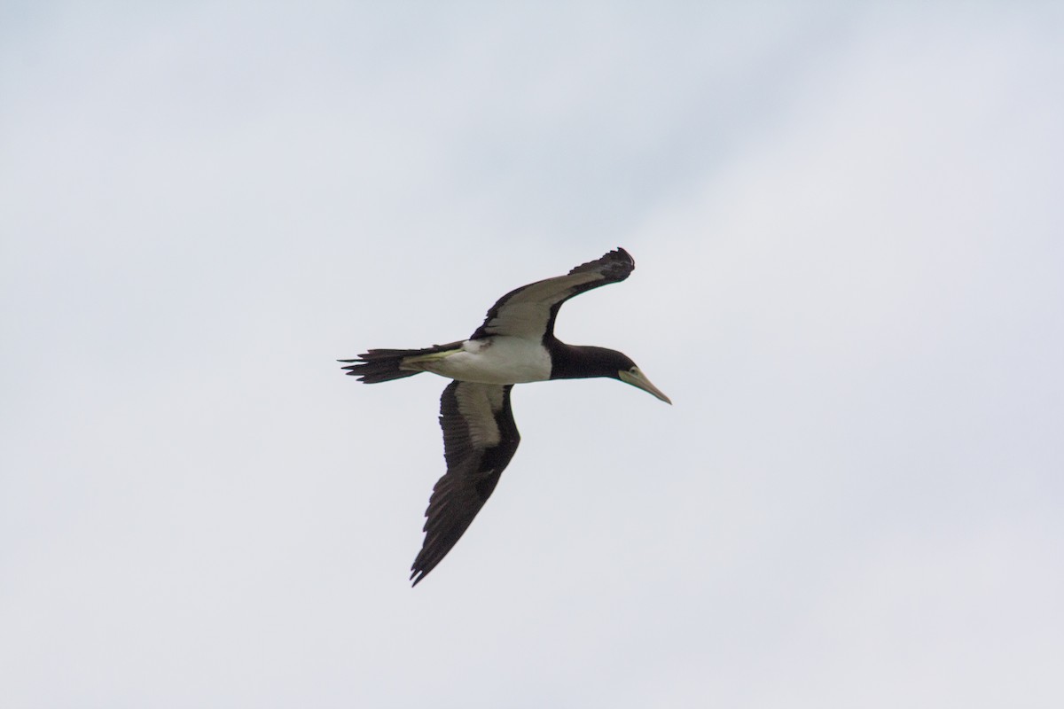 Brown Booby - ML519430151