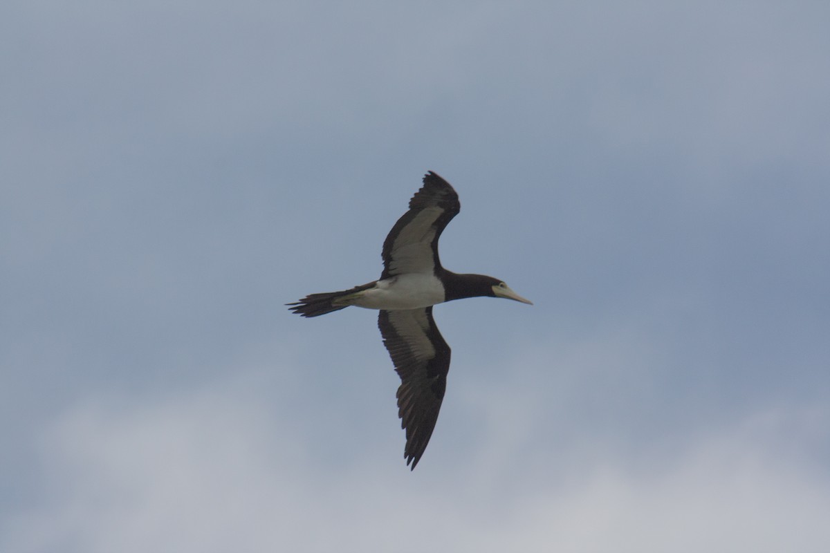 Brown Booby - ML519430161