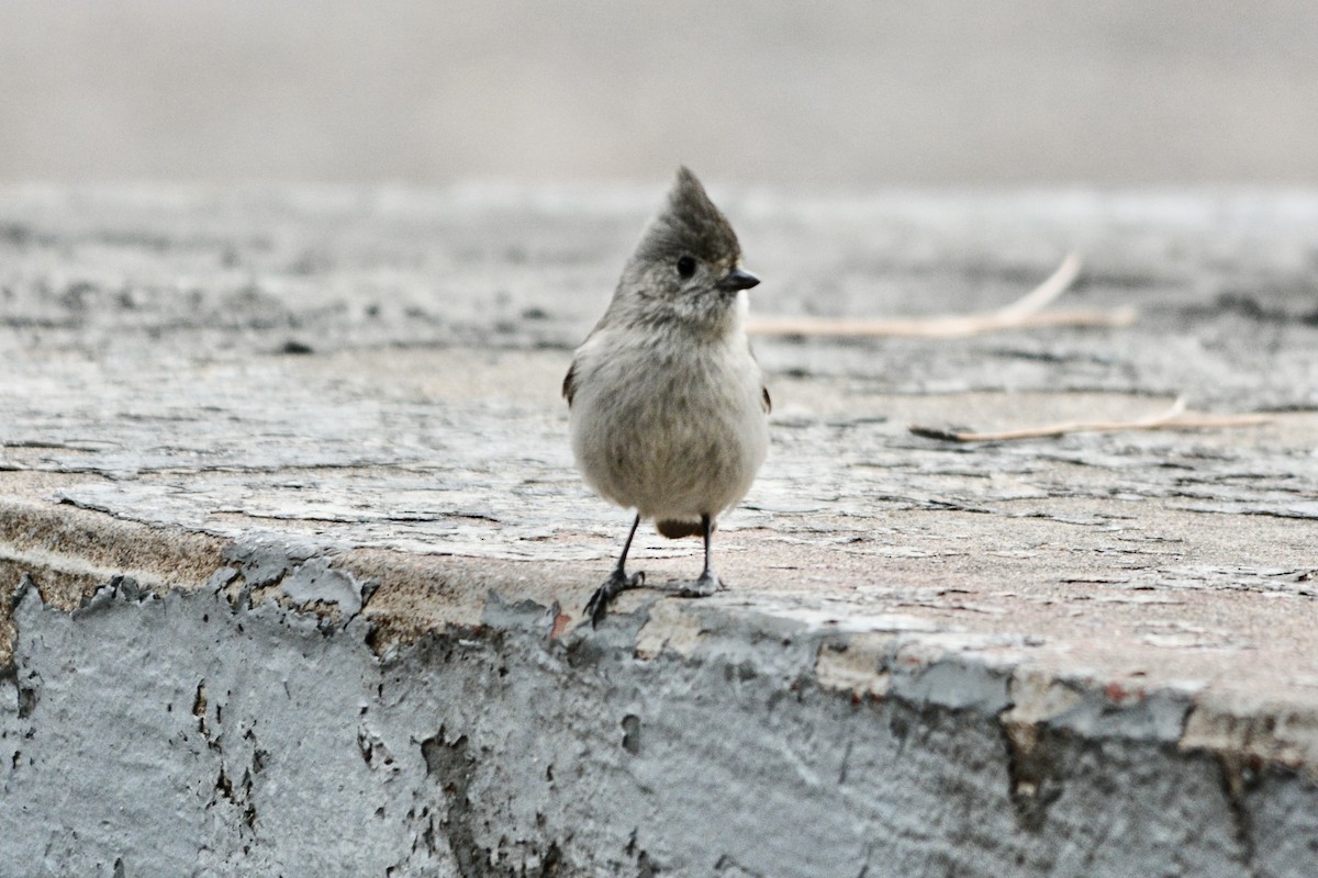 Juniper Titmouse - ML519430841