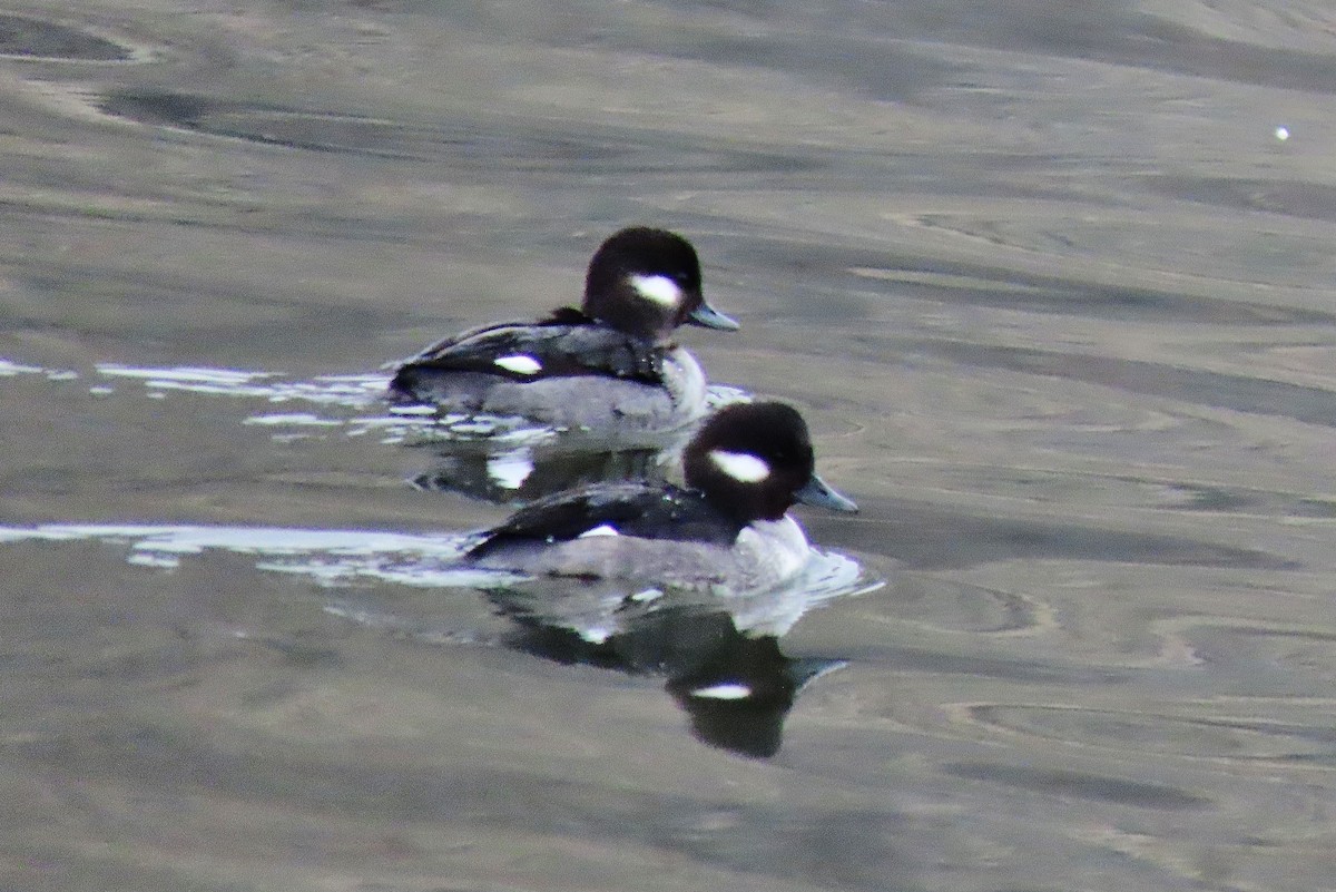 Bufflehead - ML519430881