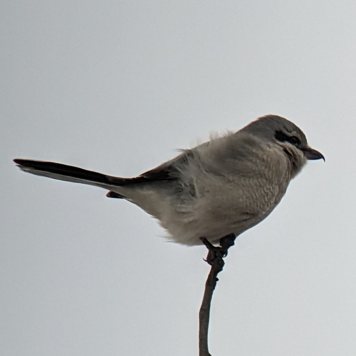 Northern Shrike - Manuel Morales