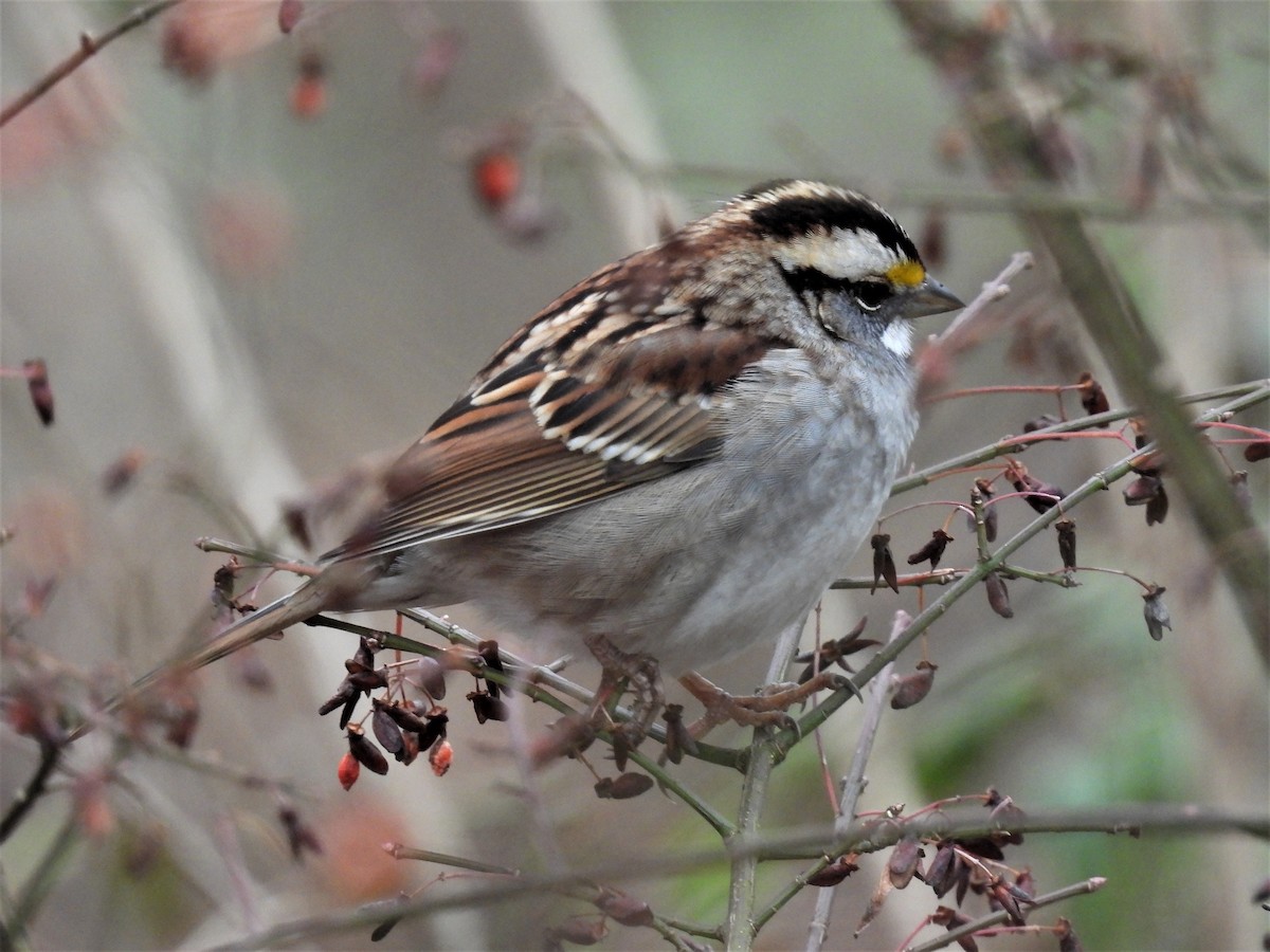White-throated Sparrow - ML519432051