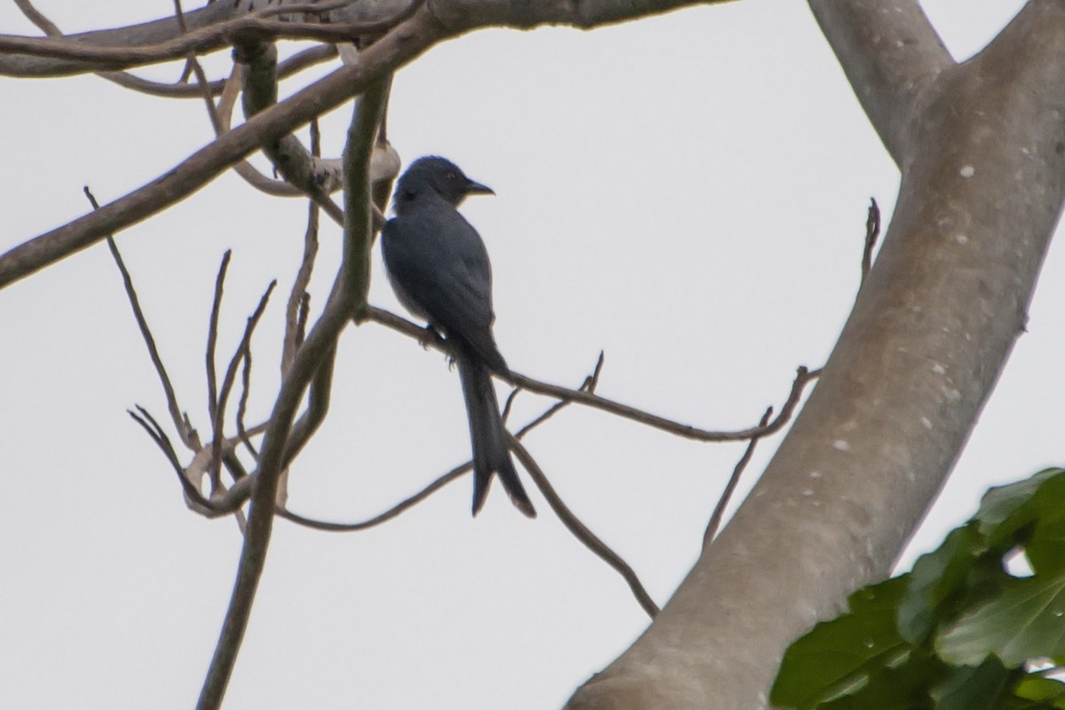 Drongo Cenizo (grupo leucophaeus) - ML519432251