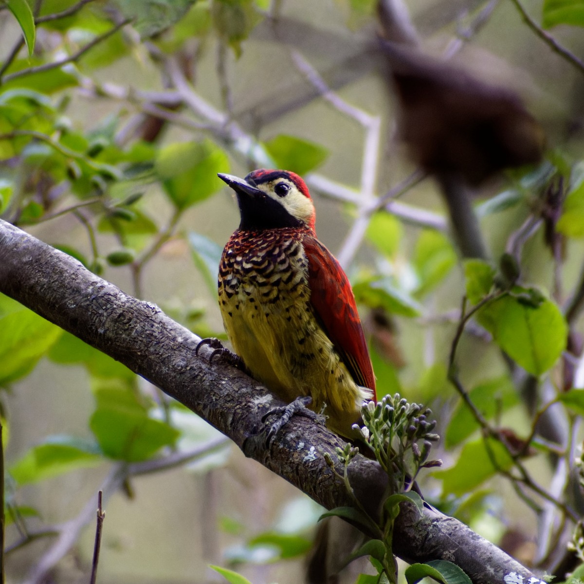 Crimson-mantled Woodpecker - ML519433621