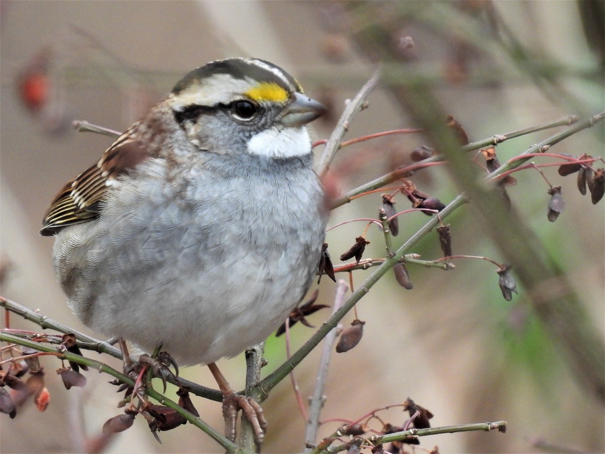 White-throated Sparrow - ML519435301