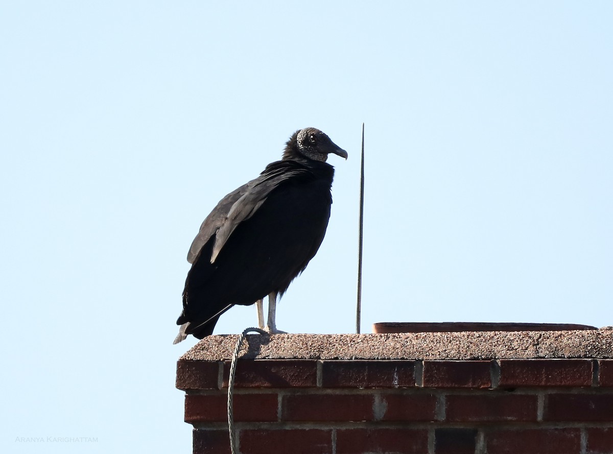 Black Vulture - ML519435841