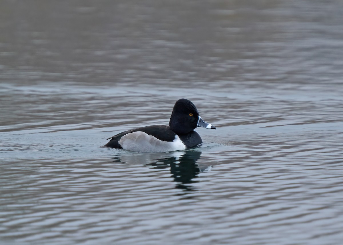 Ring-necked Duck - ML519436011