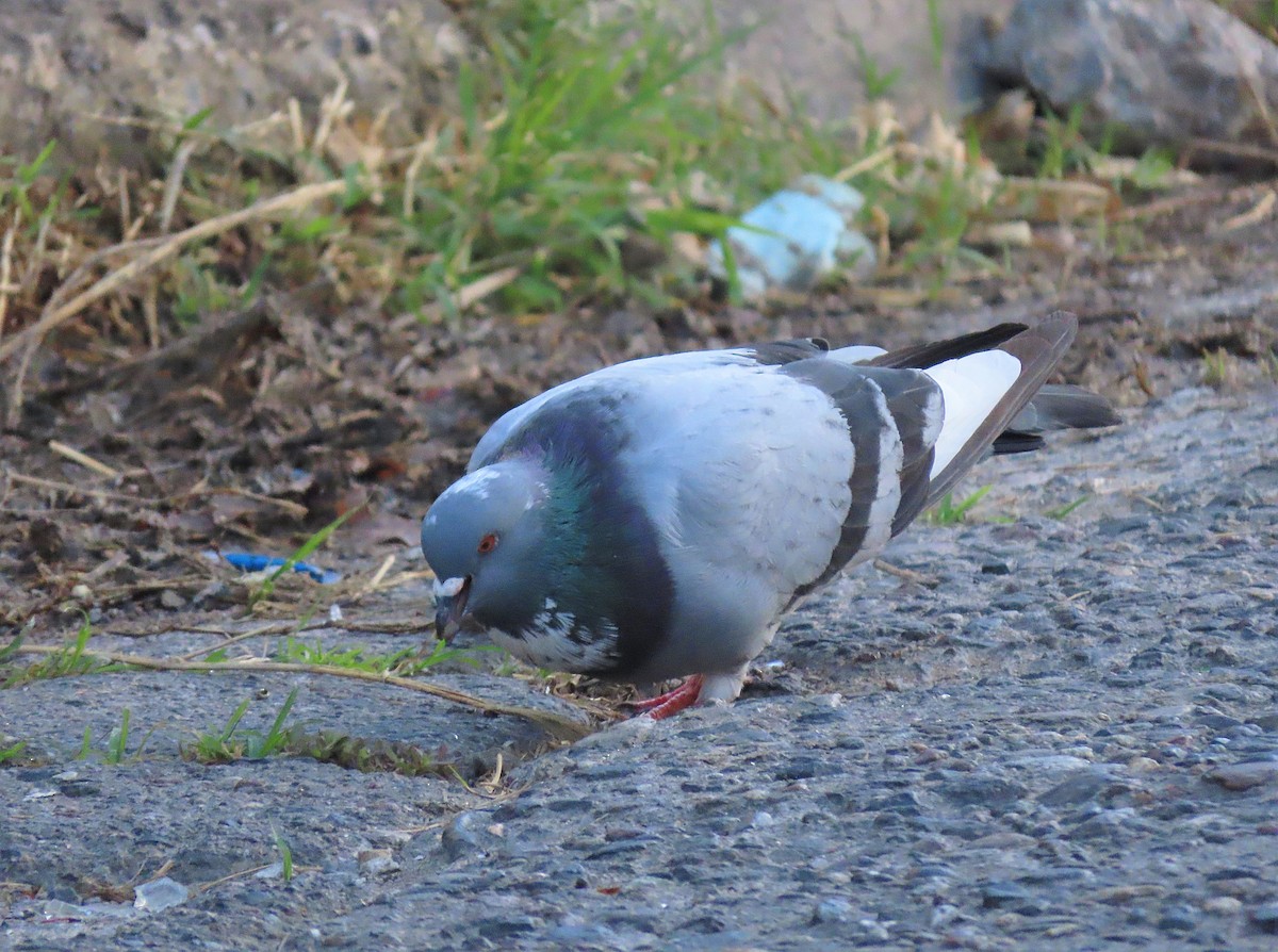 Rock Pigeon (Feral Pigeon) - ML519436361