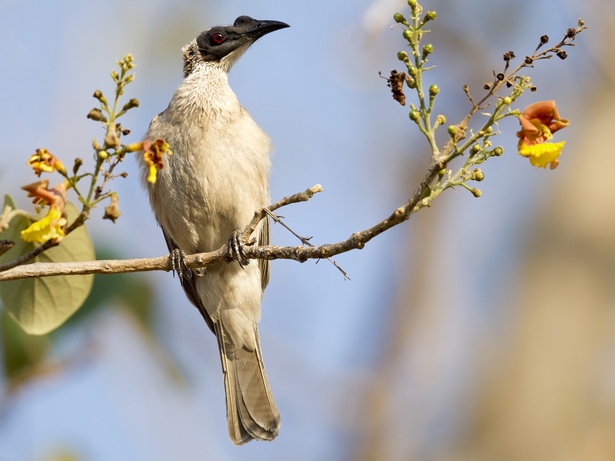 Silver-crowned Friarbird - ML51943921