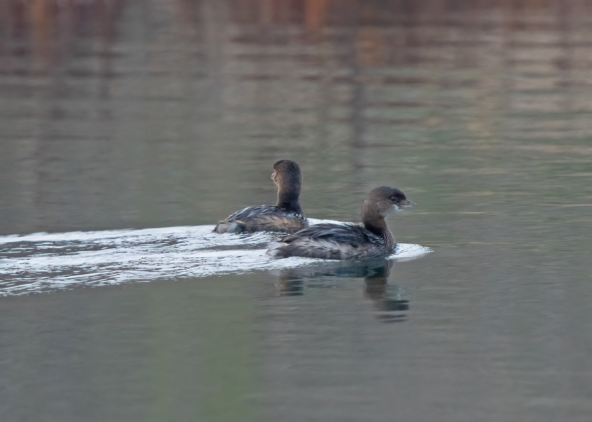 Pied-billed Grebe - ML519439691