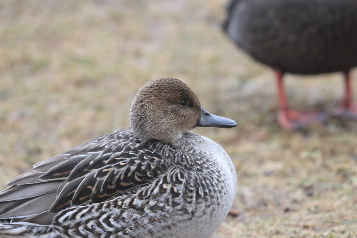 Northern Pintail - ML519439781