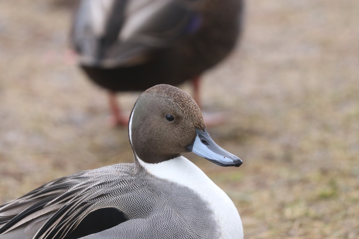 Northern Pintail - ML519439831