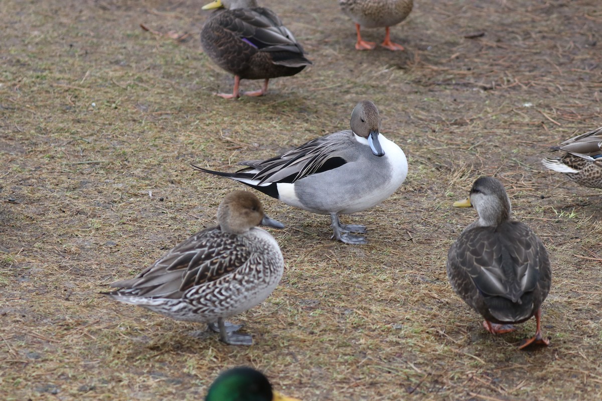 Northern Pintail - ML519439921