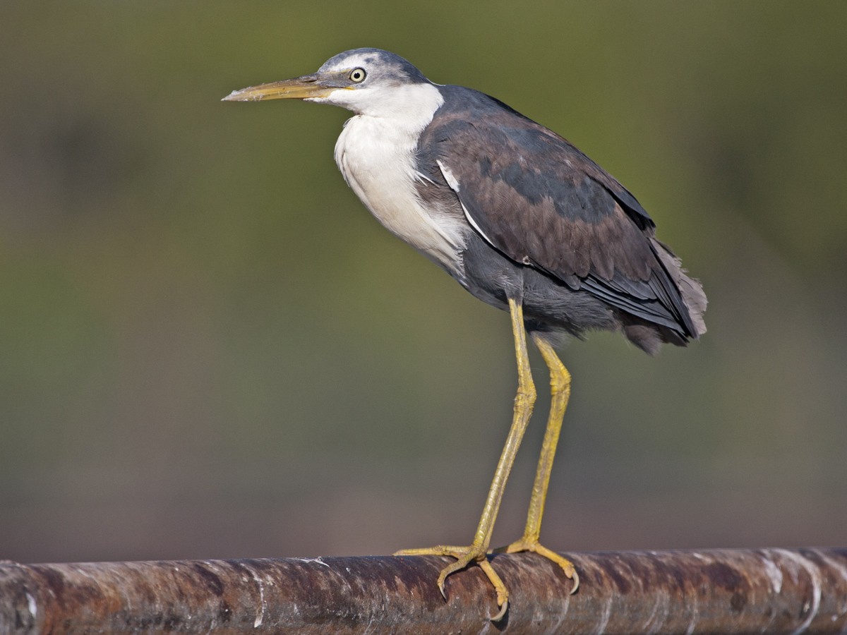 Pied Heron - ML51944071