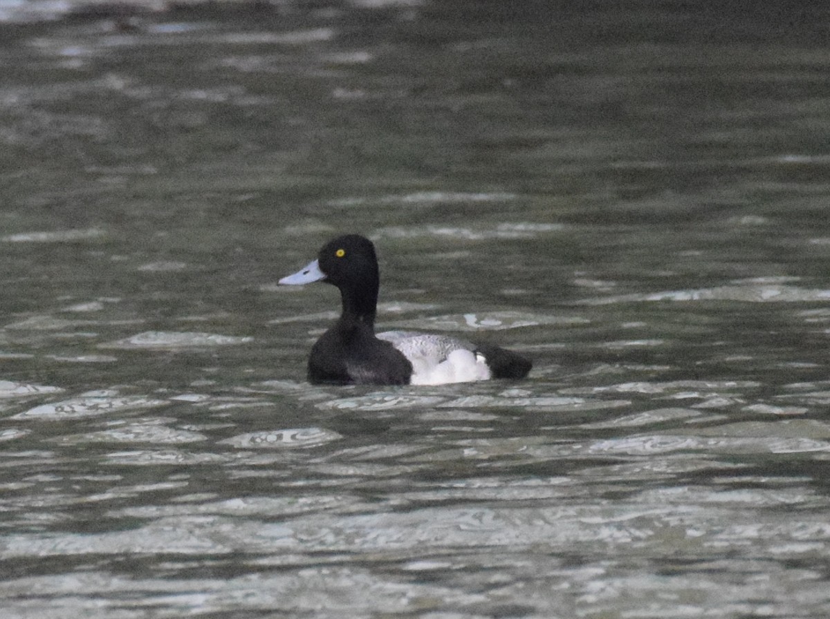 Lesser Scaup - Kai Joaquin