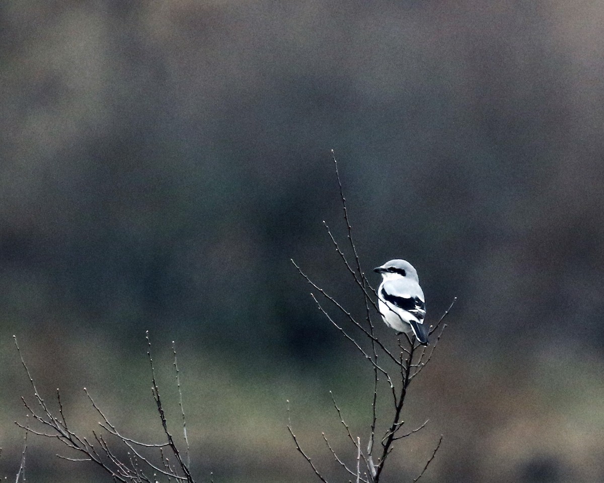 Northern Shrike (American) - ML519441051