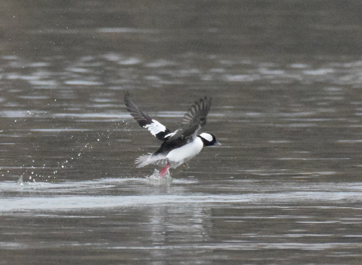 Bufflehead - Kai Joaquin